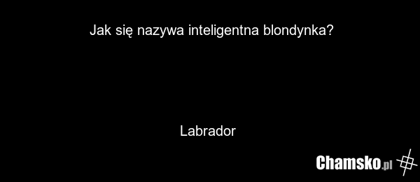 Jak się nazywa inteligentna blondynka? Labrador