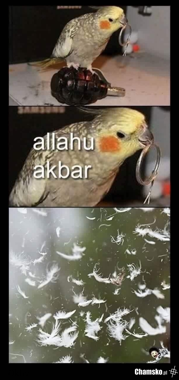 Nimfa Allahu Akbar