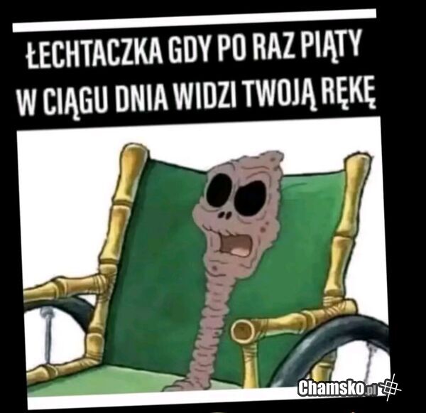 Łechtaczka