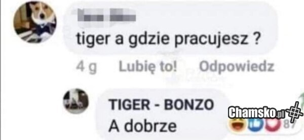 Tiger Bonzo RIP