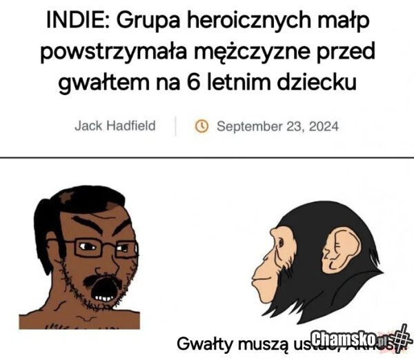 Szympansy mogą bardziej ubogacić kulturowe Europę niż ci, których lewaki wpuścili