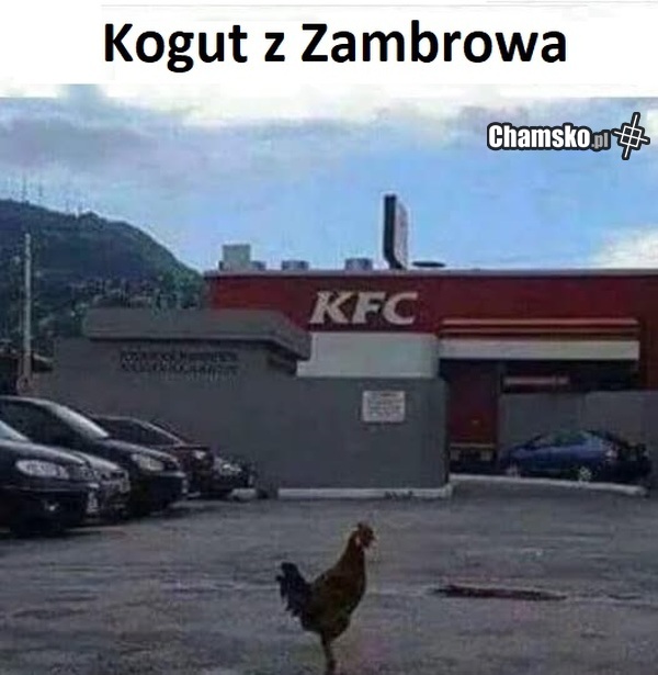 Przygody Koko z Zambrowa