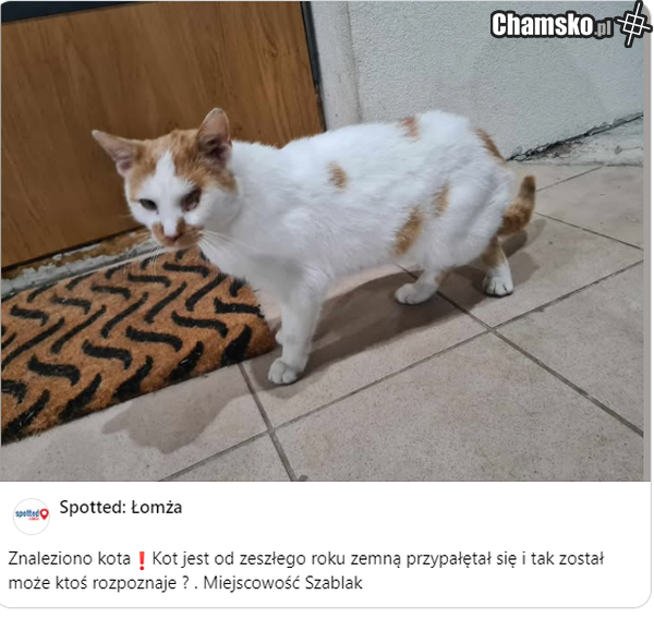 spotted Łomża