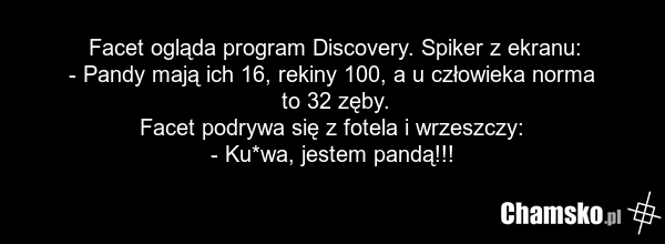 Facet ogląda program Discovery. Spiker z ekranu: - Pandy mają ich 16, rekiny 100, a u człowieka norma to 32 zęby. Facet podrywa się z fotela i wrzeszczy: - Ku*wa, jestem pandą!!!