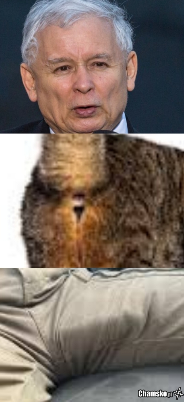 Krasnolud zoofil