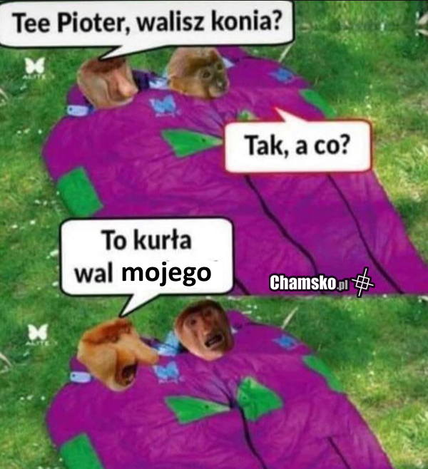 Walisz konia?