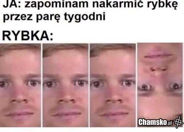 Rybka