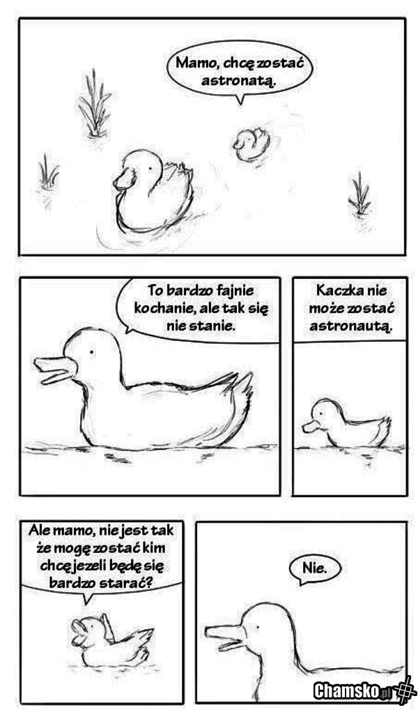 Kaczki