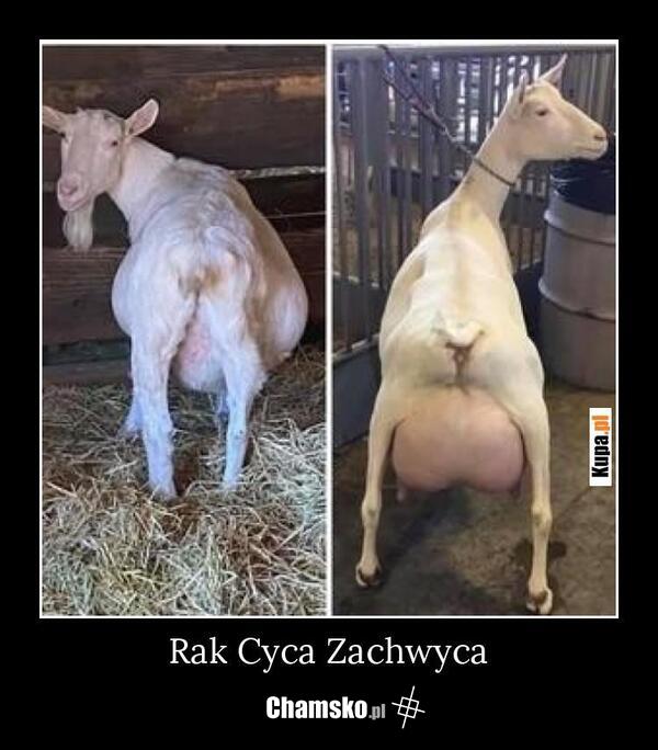 Rak Cyca Zachwyca