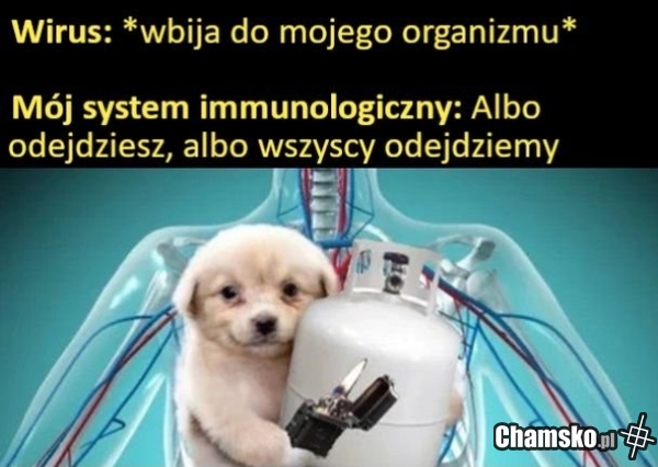Elo