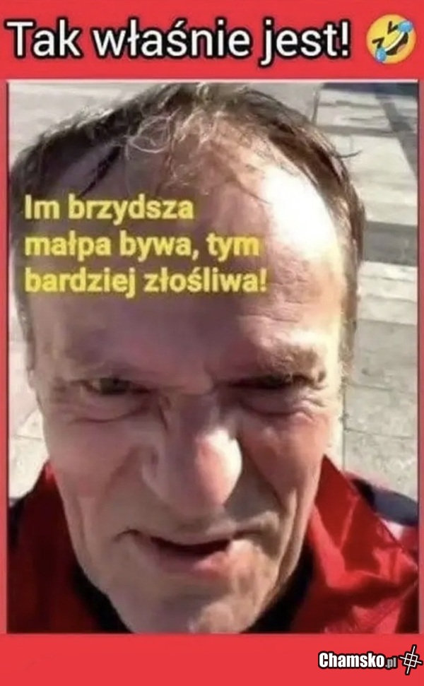 Im brzydsza małpa...