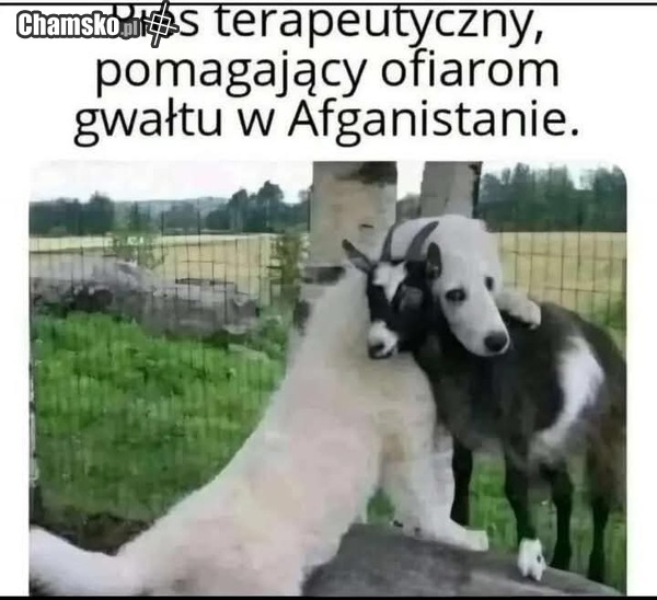 Kozojebca