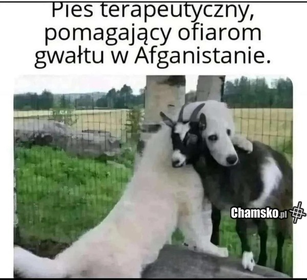 Pies terapeutyczny