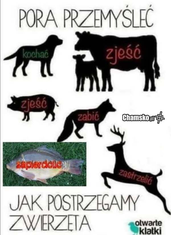 Jak postrzegamy zwierzęta?