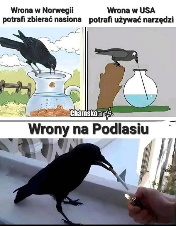 Wrony