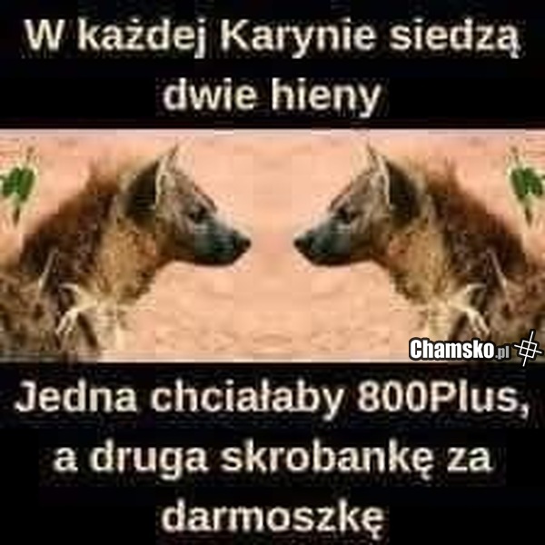 Dwie hieny