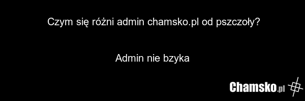 Czym się różni admin chamsko.pl od pszczoły? Admin nie bzyka