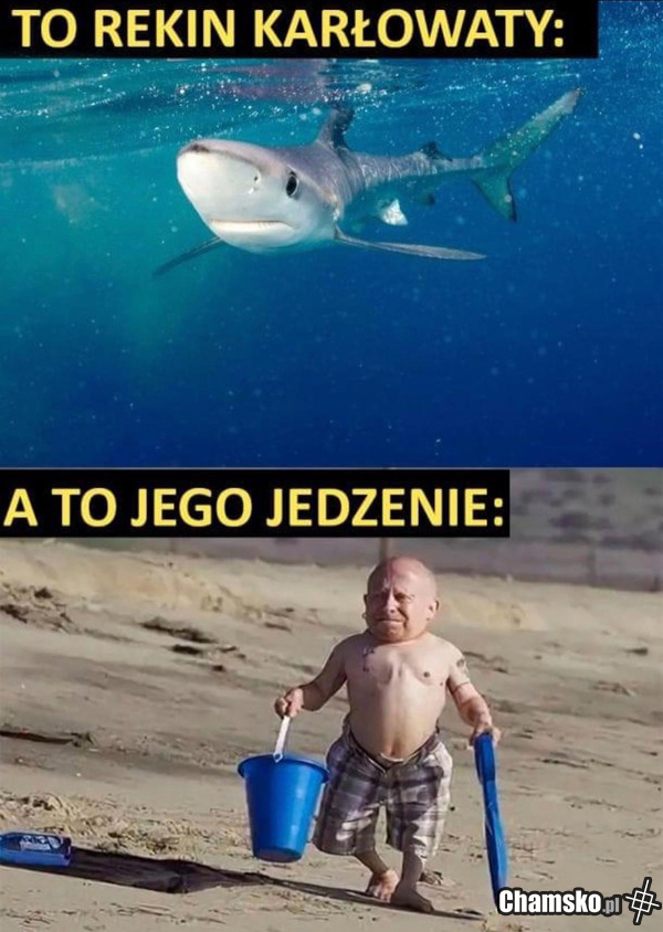 Niesie zanętę.