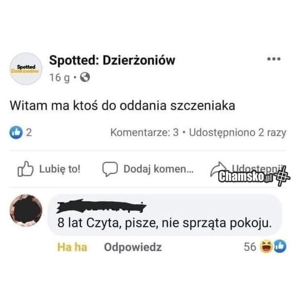 Szczeniak