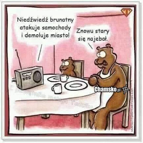 Niedźwiedź brunatny