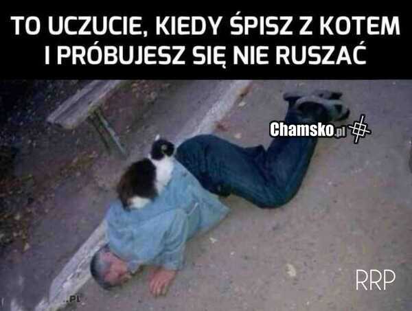 Kotek