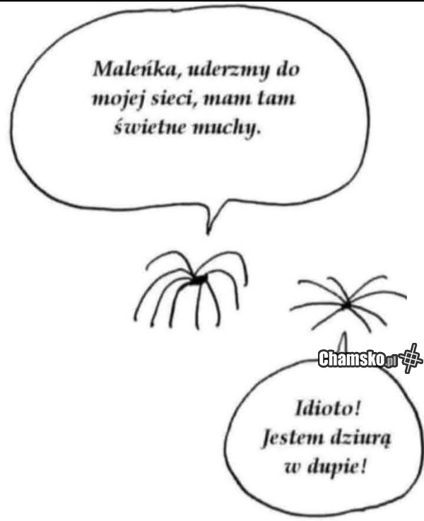 Pająki