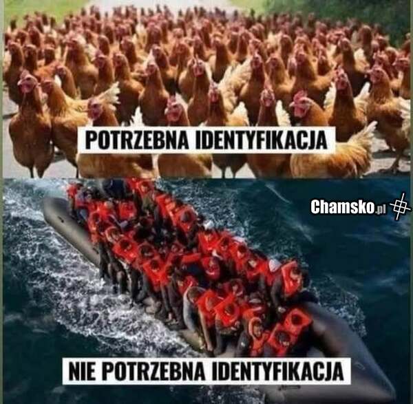Kurczaki są przynajmniej pożyteczne. Ci na dole wcale.