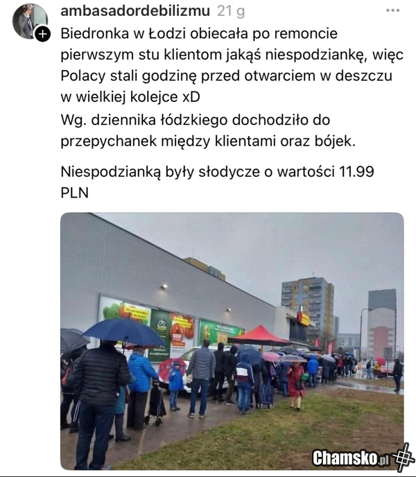 polaczki-cebulaczki