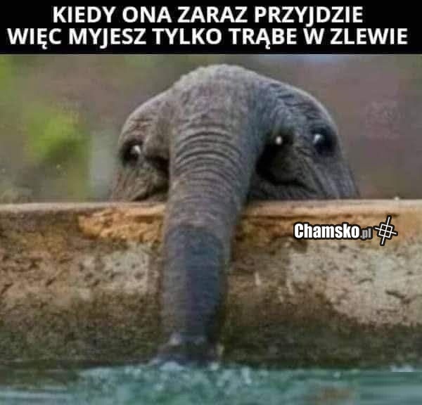 Mycie trąby