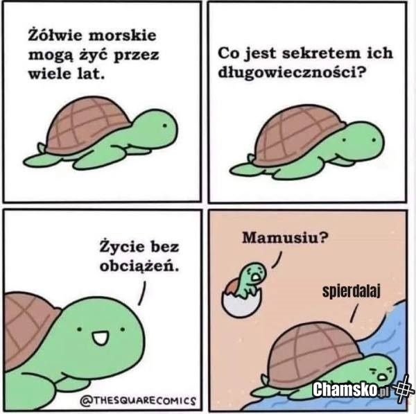 Żółwie