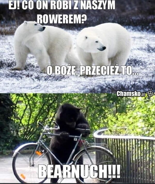 Niedźwiedzie