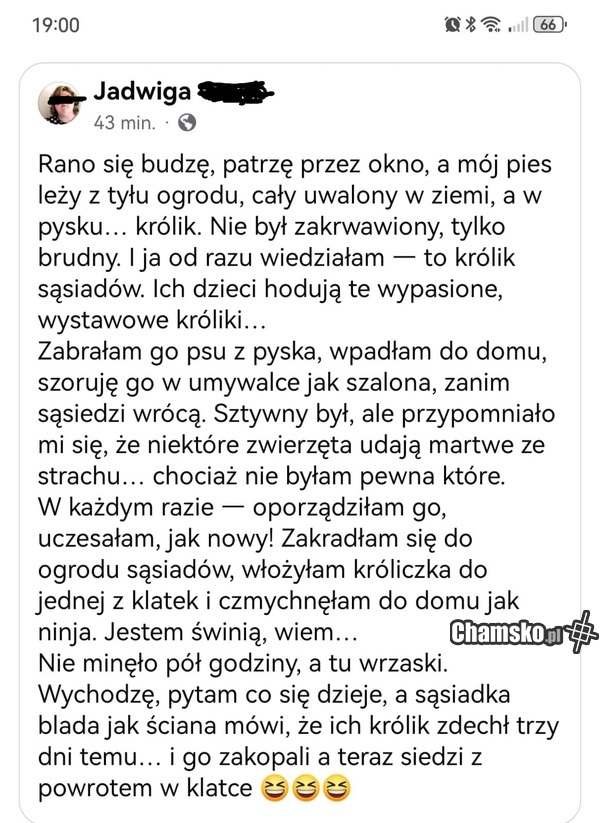 Królik