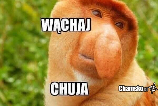 Wąchaj