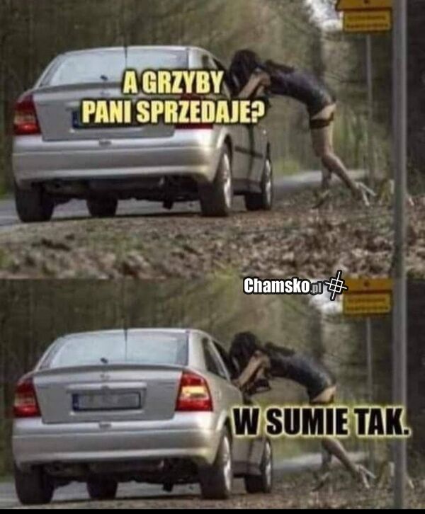 0_1_127182_Grzyby_przez_pluszowymis.jpg