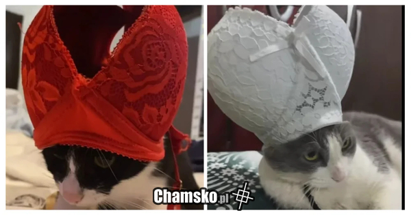 Mój kot podczas konklawe