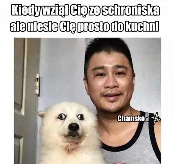 Pies ze schroniska