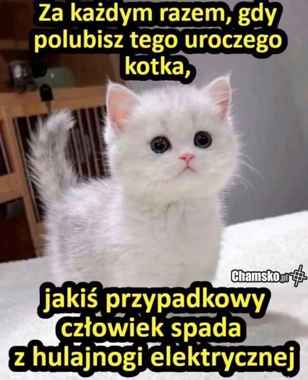 Uroczy kotek