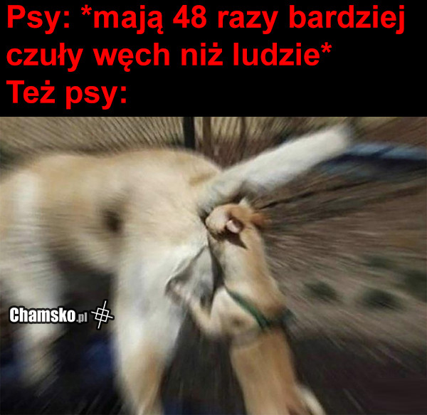 Węch