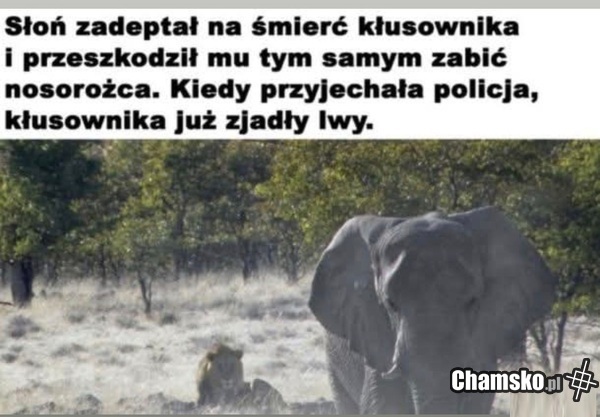 Kłusownik