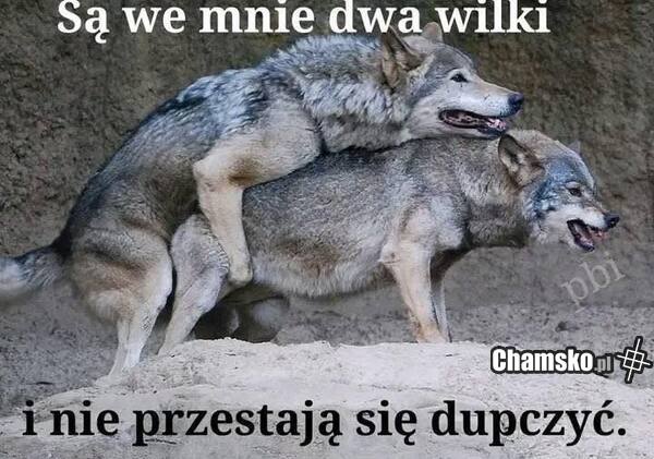 Dwa wilki