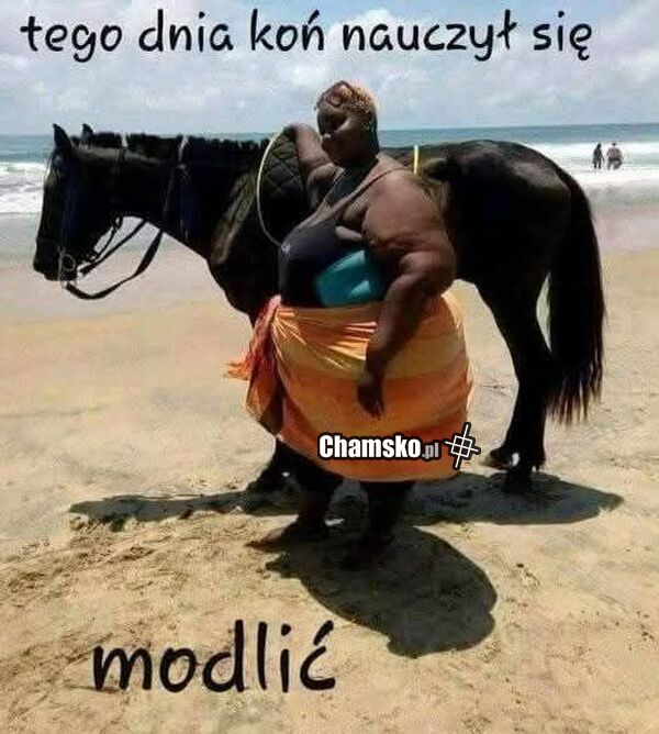 Modlący się koń