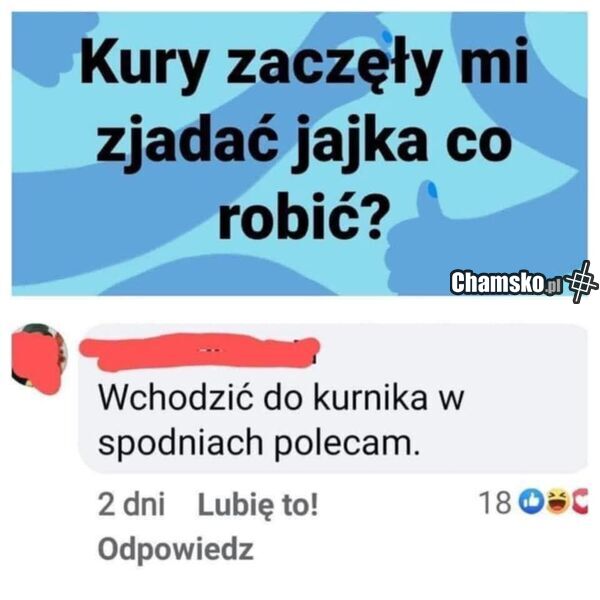 Problem z jajkami
