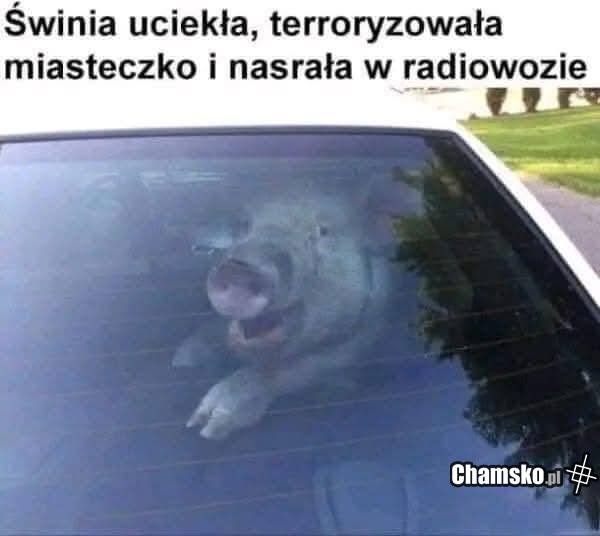 Świnia