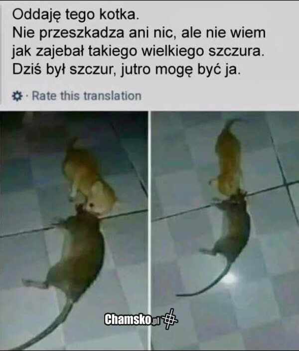 Kotek do adopcji