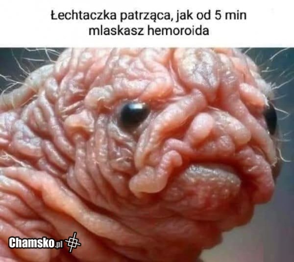 Łechtaczka