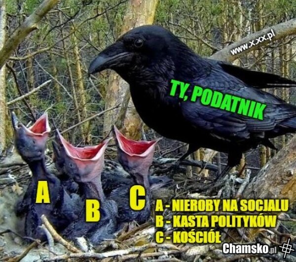 A teaz marsz do roboty, bo pasożyty na 800 plus same się nie sfinansują!