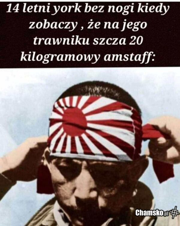 Małe głupie psy