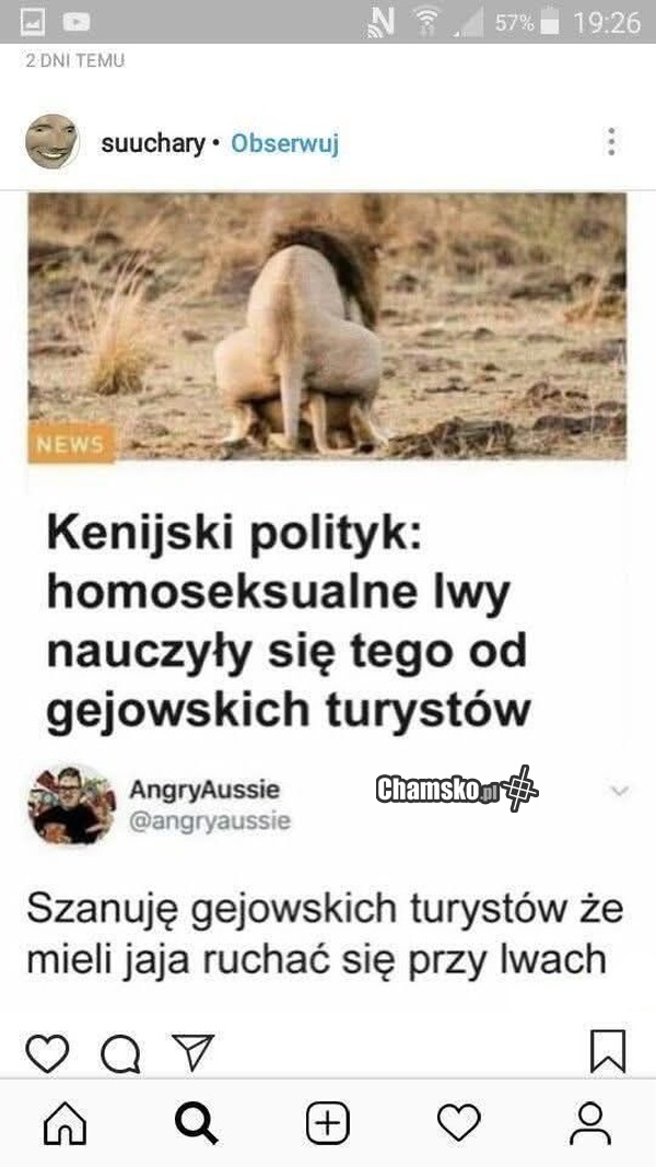 Homoseksualne lwy