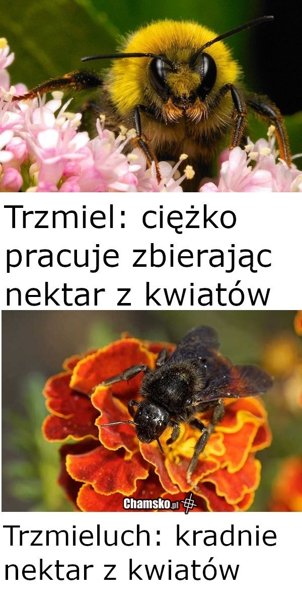 Nektar