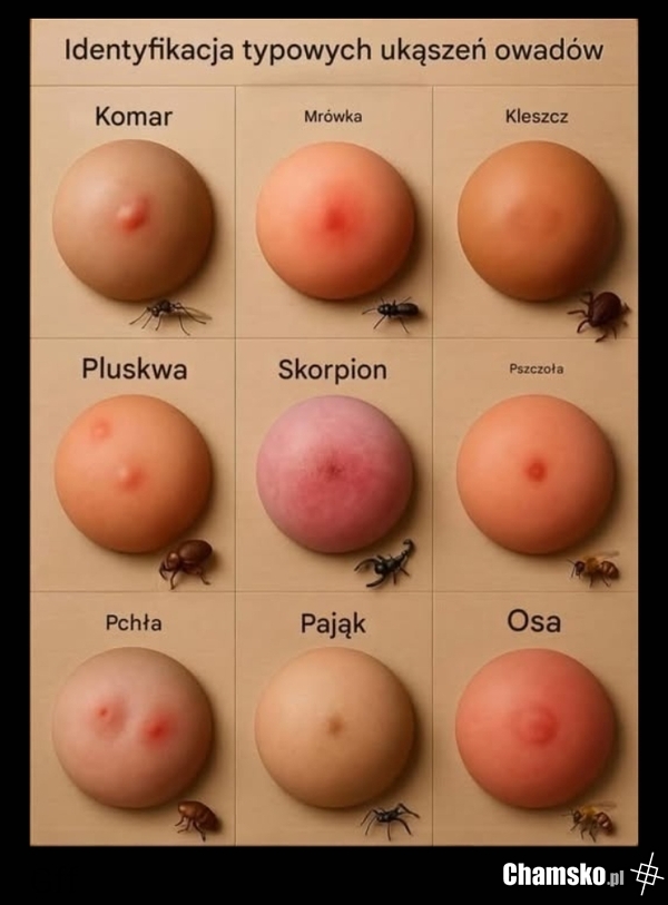 Idę o zakład, że jakieś kilkanaście procent użytkowników tego portalu zwali do tego obrazka.